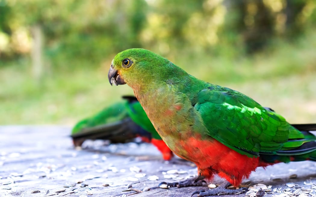 Australian king parrot