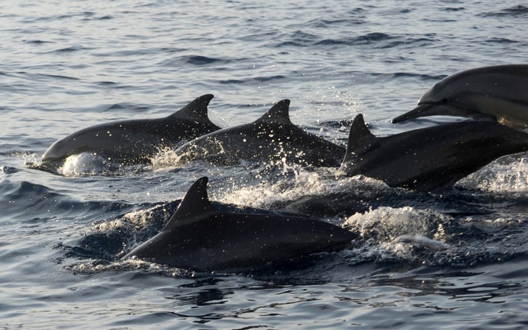 Dolphins swim alongside traditional boats transporting tourists during a dolphin-watching excursion at sunrise in the waters off Lovina Beach on Bali island's Singaraja regency on October 30, 2020. (Photo by SONNY TUMBELAKA / AFP)