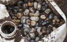 Coconut rhinoceros beetle larvae,.
