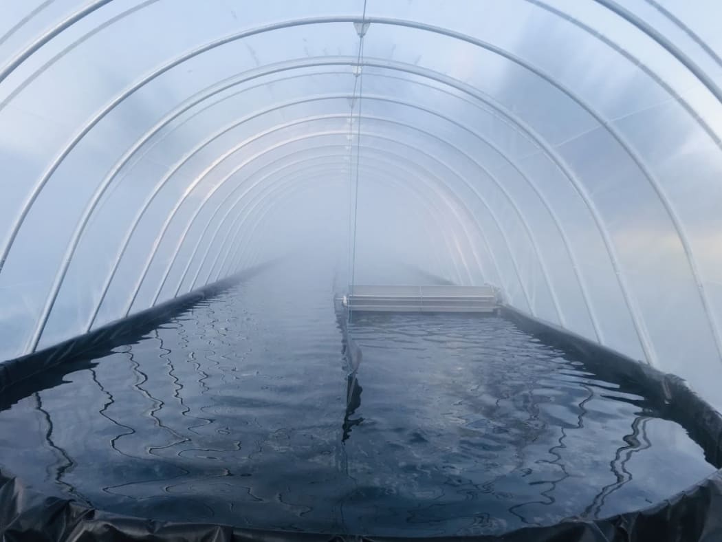 Spirulina pond