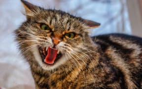 A ferocious, evil cat on the windowsill on the street. Angry, mistrustful cussing cat. The cat looks maliciously, incredulously. An evil cat, hisses with an open mouth. The cat shows teeth.
