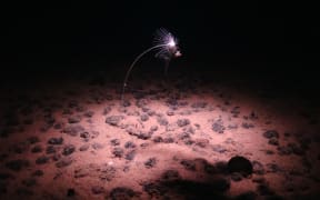 An image from the National Oceanography Centre shows a carnivorous sponge, photographed during an expedition to the NE Pacific abyss and found in the Clarion-Clipperton Zone (CCZ). A recent executive order by US President Donald Trump could open the door to Nauru deep sea mining in the CCZ.