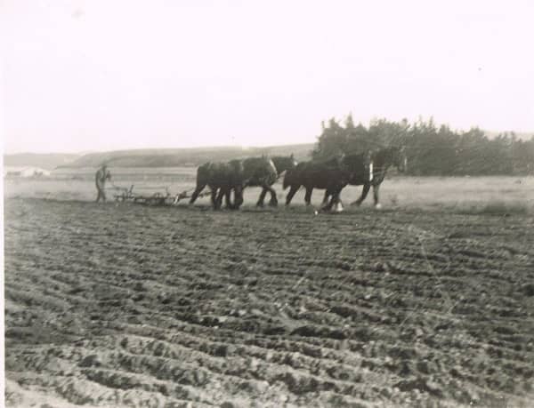 A farmer walks behind a plough twoed by four clydesdales.
