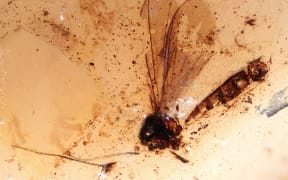 A tiny fly captured in amber.