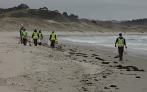 CVNZ volunteers planting during a beach cleanup.