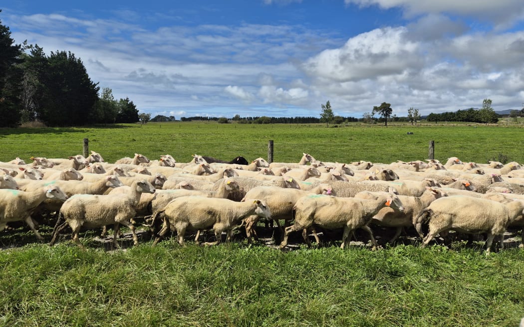After milking the sheep are put out to fresh pasture to graze.