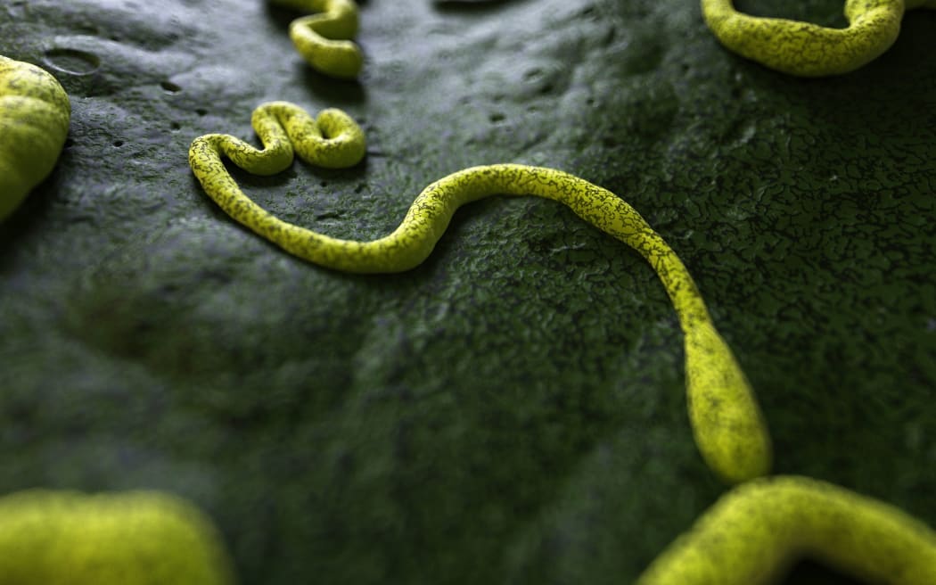 An illustration of the Ebola virus.
