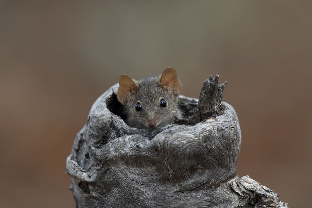 The Mardo (yellow-footed Antechinus)
