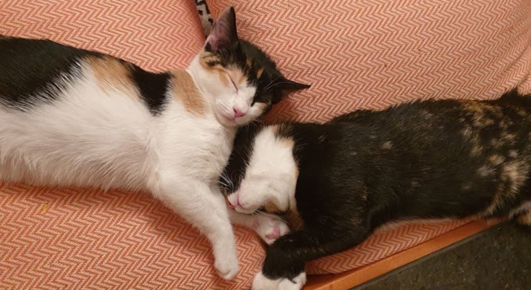 Jane Gro's kittens napping