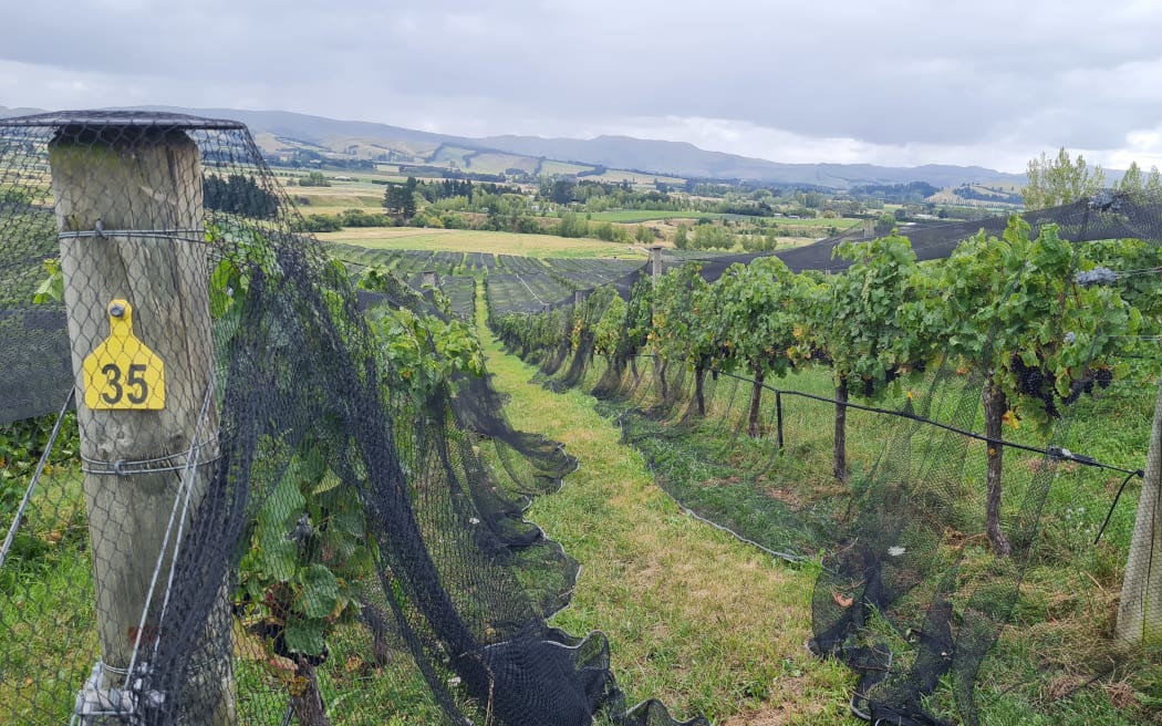 Greystone vineyard