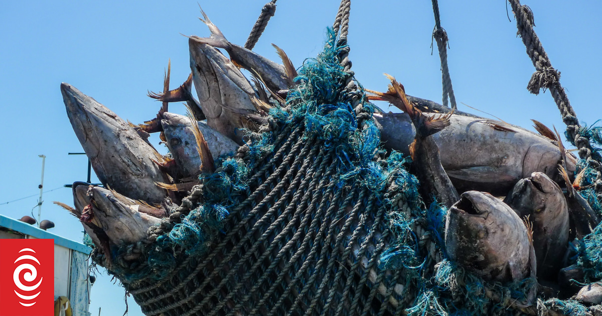Pacific nations receive major GCF grant for tuna stock management