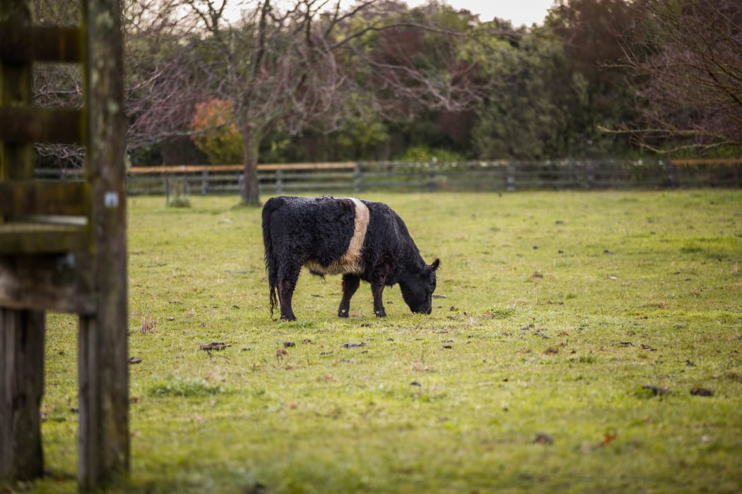 A cow in a paddock in the Hawke's Bay area