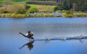A black swan landing on Waikato River in New Zealand