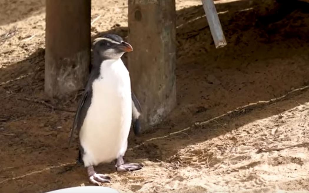 A Tawaki or Fjordland Crested Penguin that has ended up in Victoria, Australia and nursed back to health by the Mosswood Wildlife Rescue and Rehabilitation Centre.