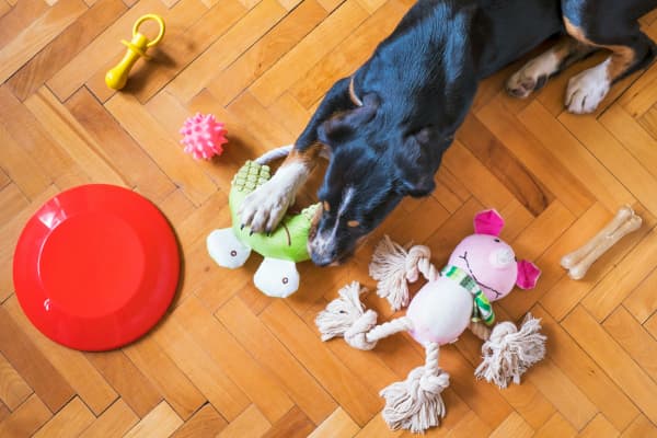 A bird's eye view of a dog playing with several toys.