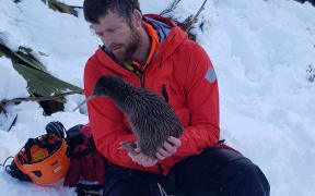 Rowi kiwi Aroha with Biodiversity Ranger Iain Graham after her rescue last month.