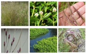 From left, nassella tussock, alligator weed and Chilean needle grass.