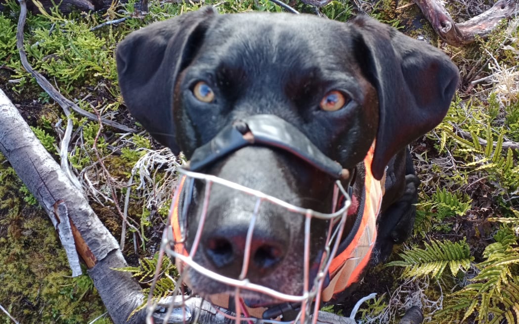Possum detection dog Pepper at work in the backcountry. Photo: Supplied/Michael Tunnicliff