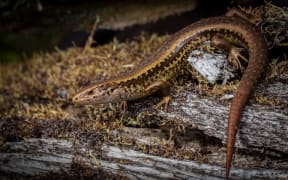 The Alborn Skink