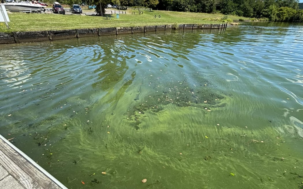 Green water in Lake Maraetai in a picture taken from Lake Road, Mangakino on 7 January 2024.