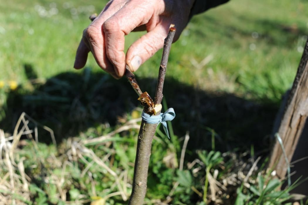 Apple tree grafting in garden. 
 
Biosphoto / Serge Lapouge (Photo by Serge Lapouge / Biosphoto / Biosphoto via AFP)