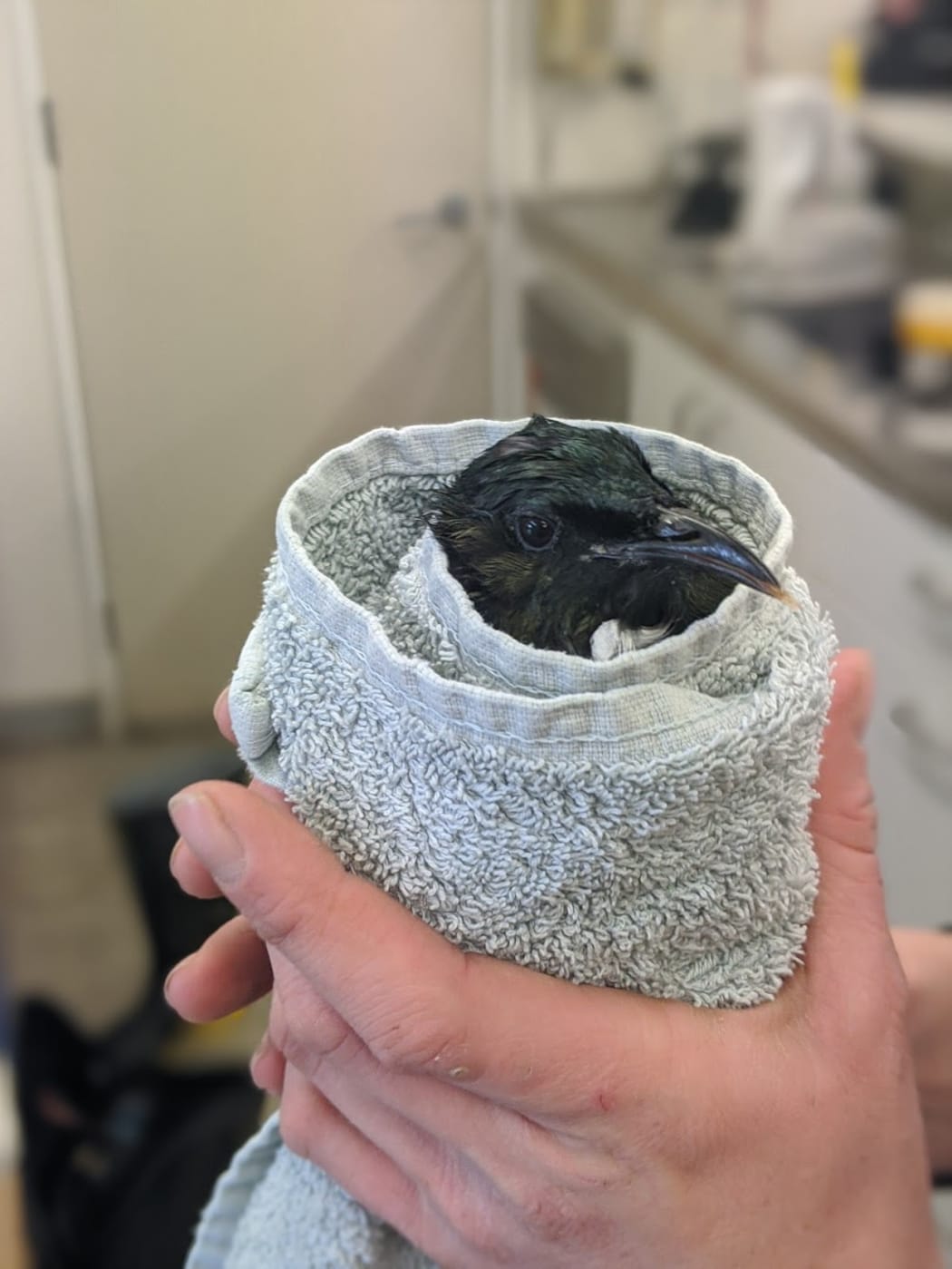 A rescued tui being cared for by the Wellington Bird Rehabilitation Trust.
