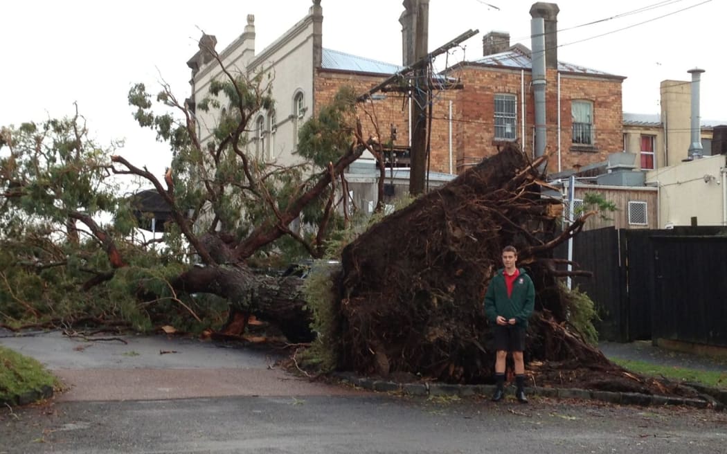 A 40-year-old gum tree in Wanganui Ave - one of two that fell over in Tuesday's storm.
