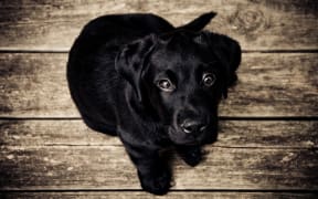 A labrador puppy