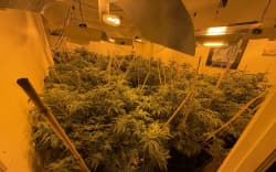 Police have seized more than a tonne of cannabis hidden amongst suburban West Auckland homes.