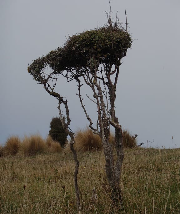Small divaricating shrubs are shaped by strong salty winds on the ocean side of Otago Peninsula.