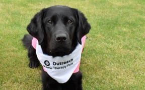 Isla the St John Outreach Therapy Dog