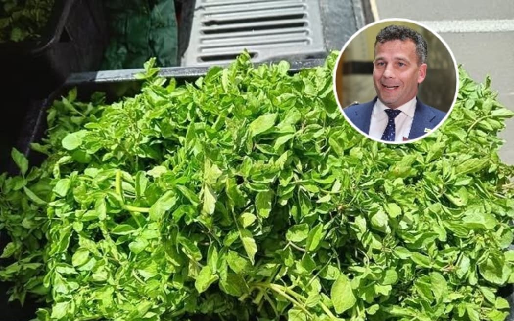 Minister for Regulation, Act leader David Seymour, is backing a Hastings watercress seller who he says shouldn't be shut down for selling it.