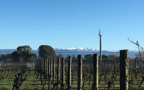 Fresh snow on the Tararuas behind a Martinborough vineyard