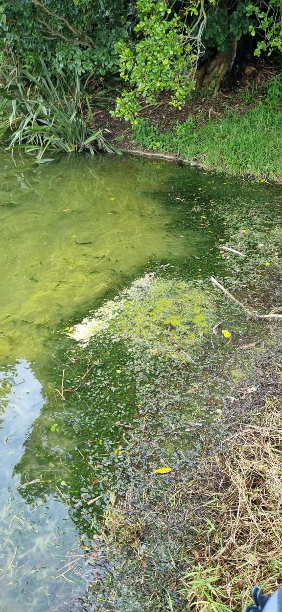 Algae blooming at Lake Ngangana.