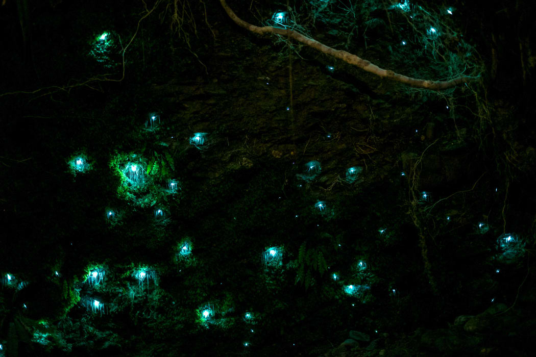 Waitomo glow worm in the cave.