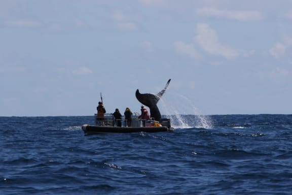 A whale tail up in the air just beyond a small boat with four people.