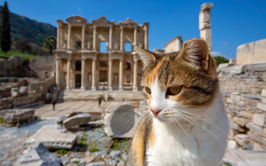 Ephesus historical ancient city and cat. Izmir / Turkey
