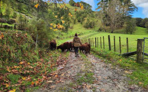 Lee follows her herd of Red Devons at her farm in the Waimatā Valley near Gisborne