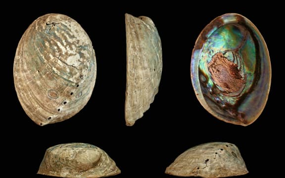 Black-foot pāua  Haliotis iris