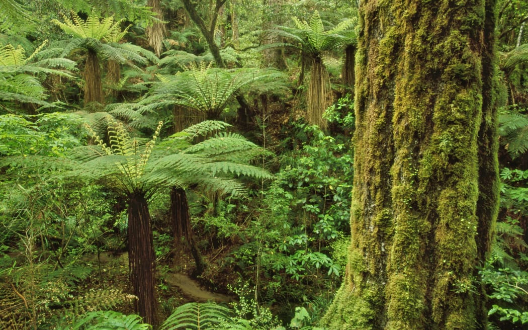 Whirinaki Conservation Park