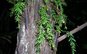 Tmesipteris horomaka on tree fern trunk