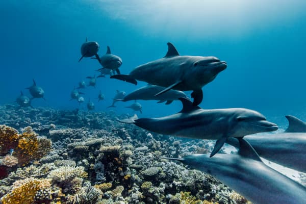"In this film, we make wonderful discoveries, uncover why our ocean is in such poor health and, perhaps most importantly, show how it can bounce back to life,” Attenborough says of his new documentary.
