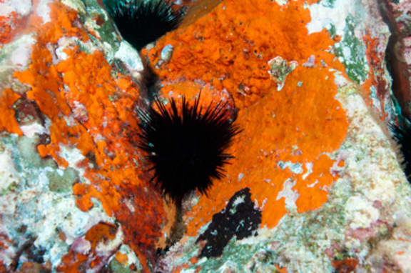 The long-spined subtropical urchin, Centrostephanus rodgersii, is becoming a problem in Tasmania and is increasing in numbers at the Poor Knights Marine Reserve.
