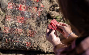 The Swanndri bush shirt was split into pieces, then sandwiched between mesh and buried. The synthetic patch survived the burial.