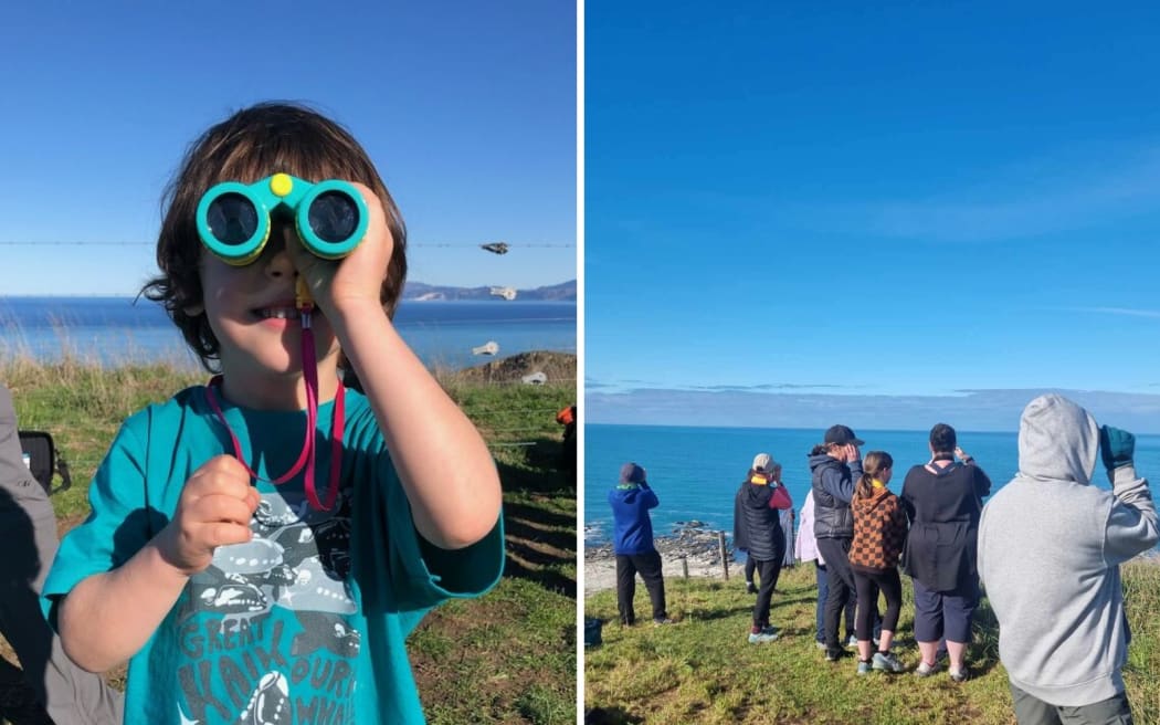 The annual count, which is run by the The Kaikōura Ocean Research Institute, tracks whales as they swim past the Kaikōura coastline.