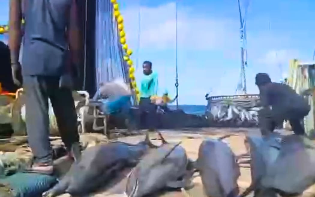 A screengrab from a video from PNG's Manus Province showing crew on a purse seine vessel, the Discovery 101, hauling in dead dolphins from its nets.
