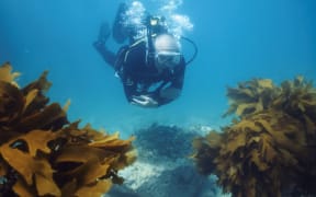 Hauraki Gulf - diver, but no fish