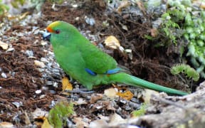 A close up shot of an orange fronted parakeet on the forest floor. It is a green bird with a small orange strip above its beak and a few blue feathers at the end of its wings.