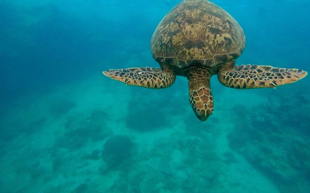 Sea turtle in Rarotonga.