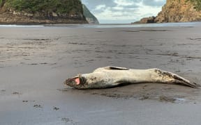 The leopard seal in Taranaki.